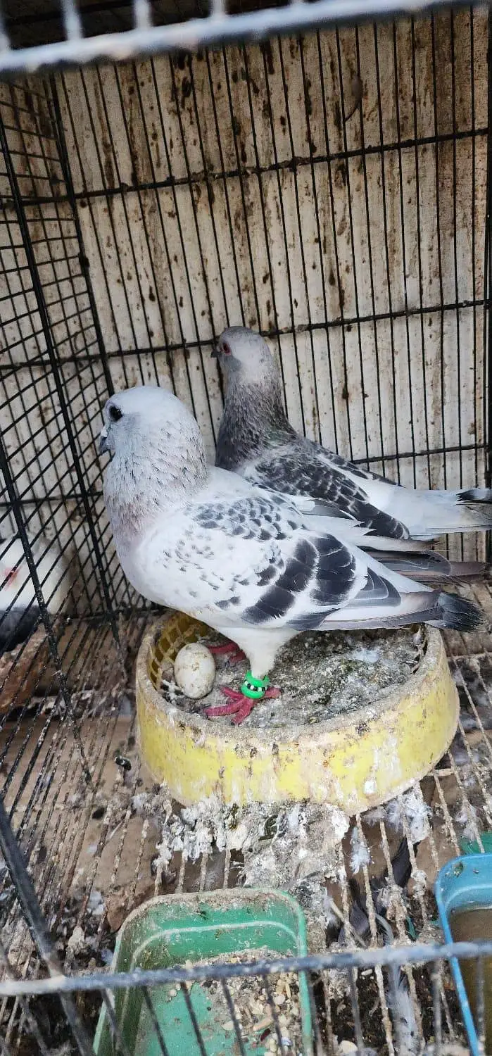 home pigeon breeder pair for sale — photo 3