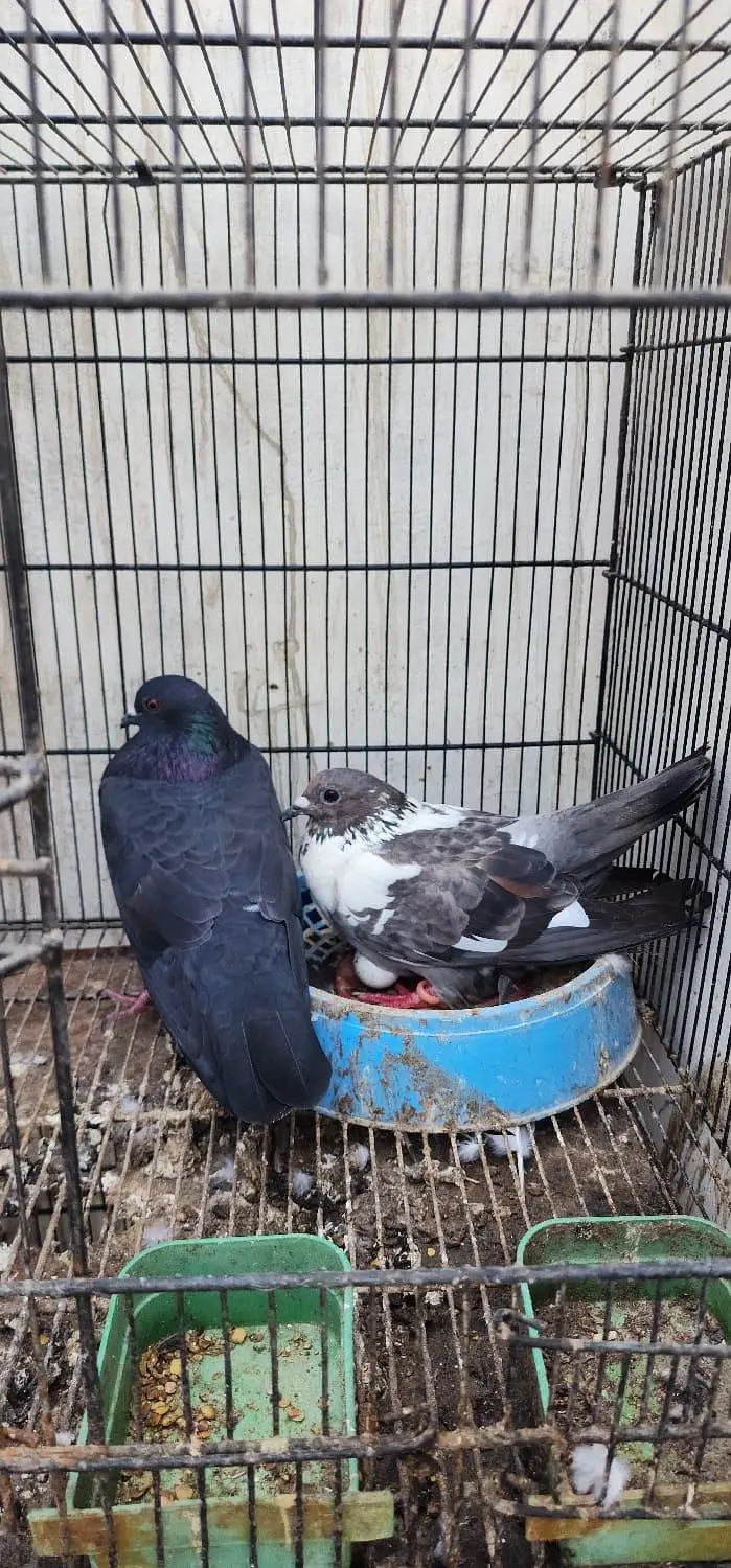 home pigeon breeder pair for sale — photo 4