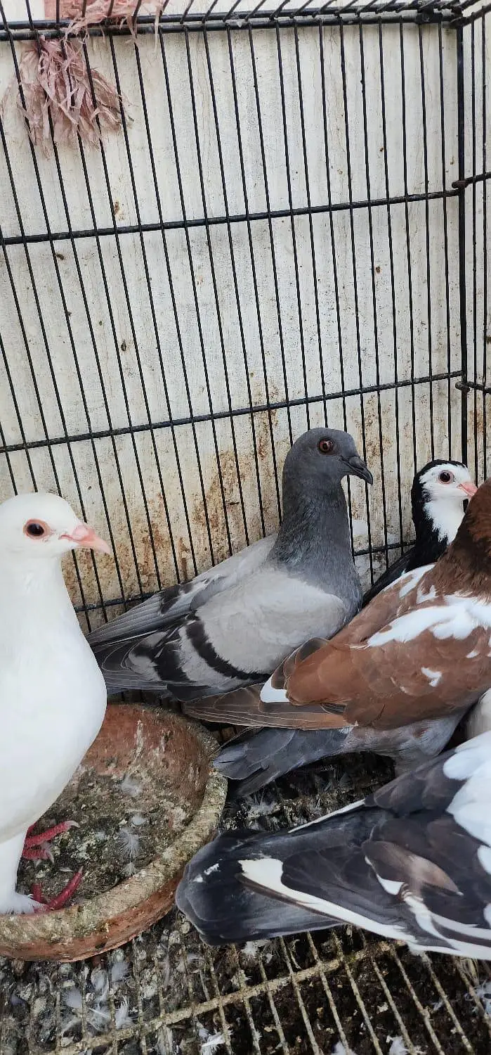 home pigeon breeder pair for sale — photo 5