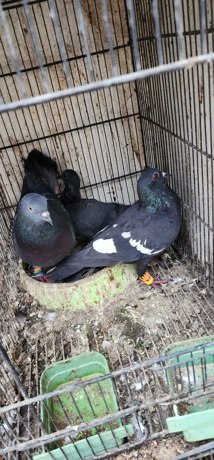 home pigeon breeder pair for sale — photo 6