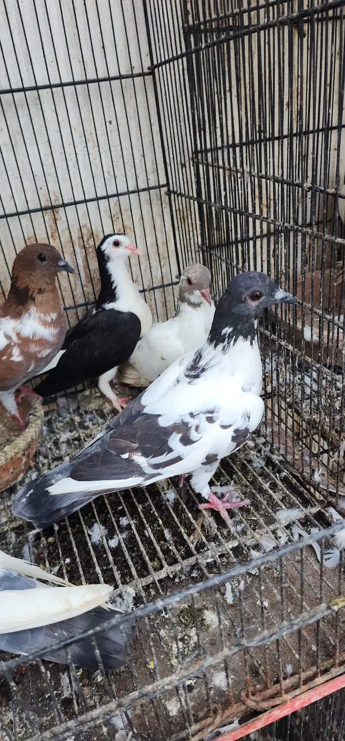 home pigeon breeder pair for sale — photo 7