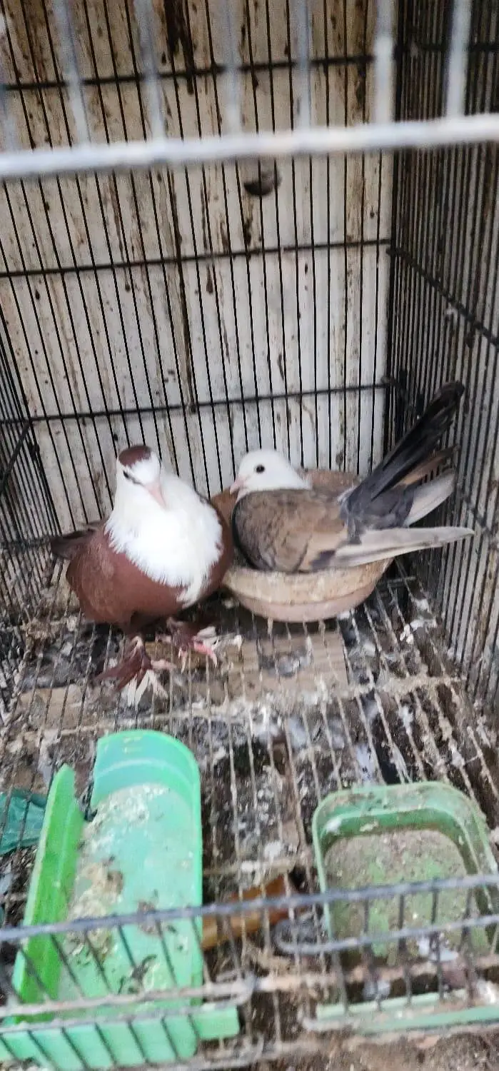 home pigeon breeder pair for sale — photo 8