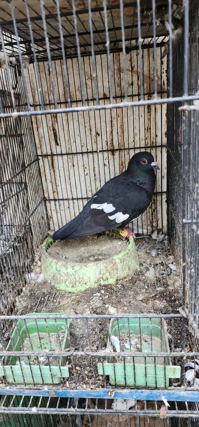 home pigeon breeder pair for sale — photo 9