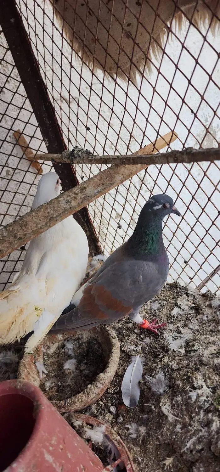 home pigeon breeder pair for sale — photo 10