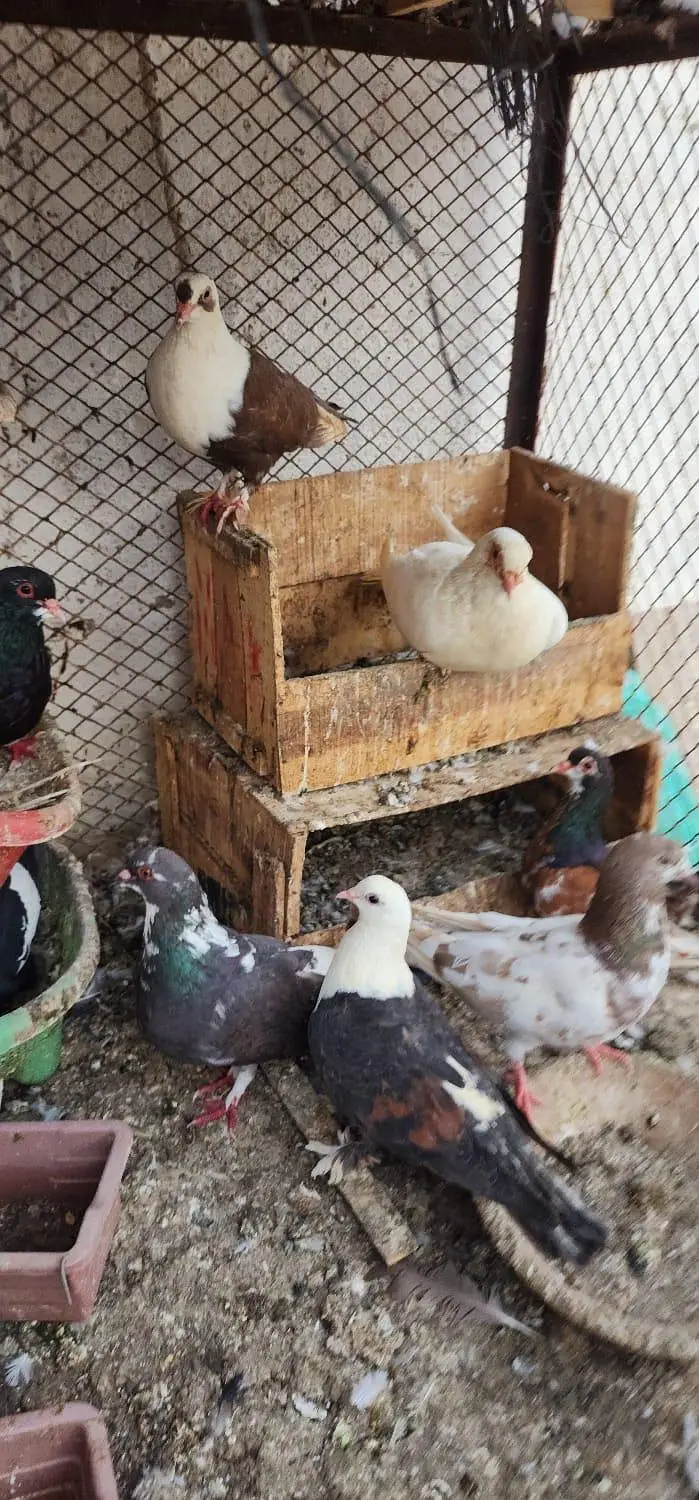 home pigeon breeder pair for sale — photo 11
