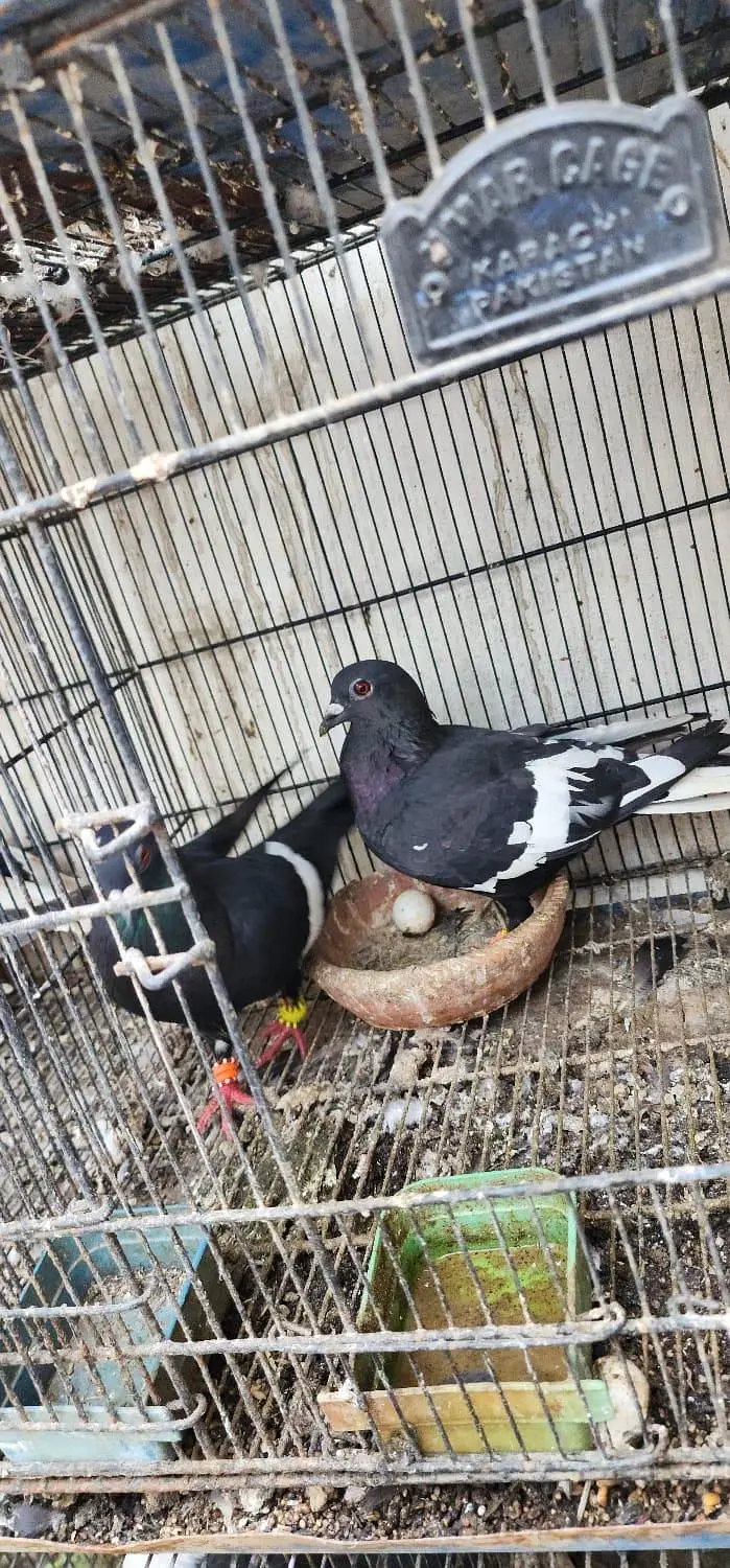 home pigeon breeder pair for sale — photo 12