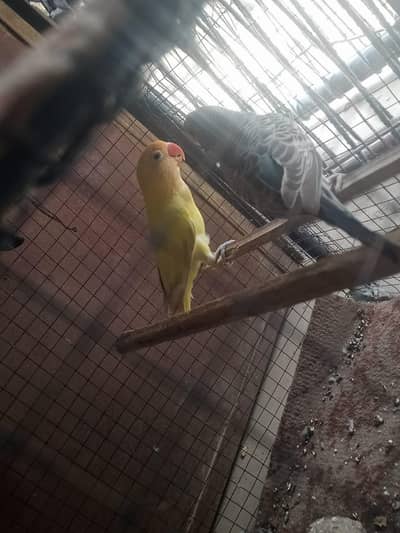 Breeder Female Decino Opaline in 1200 only