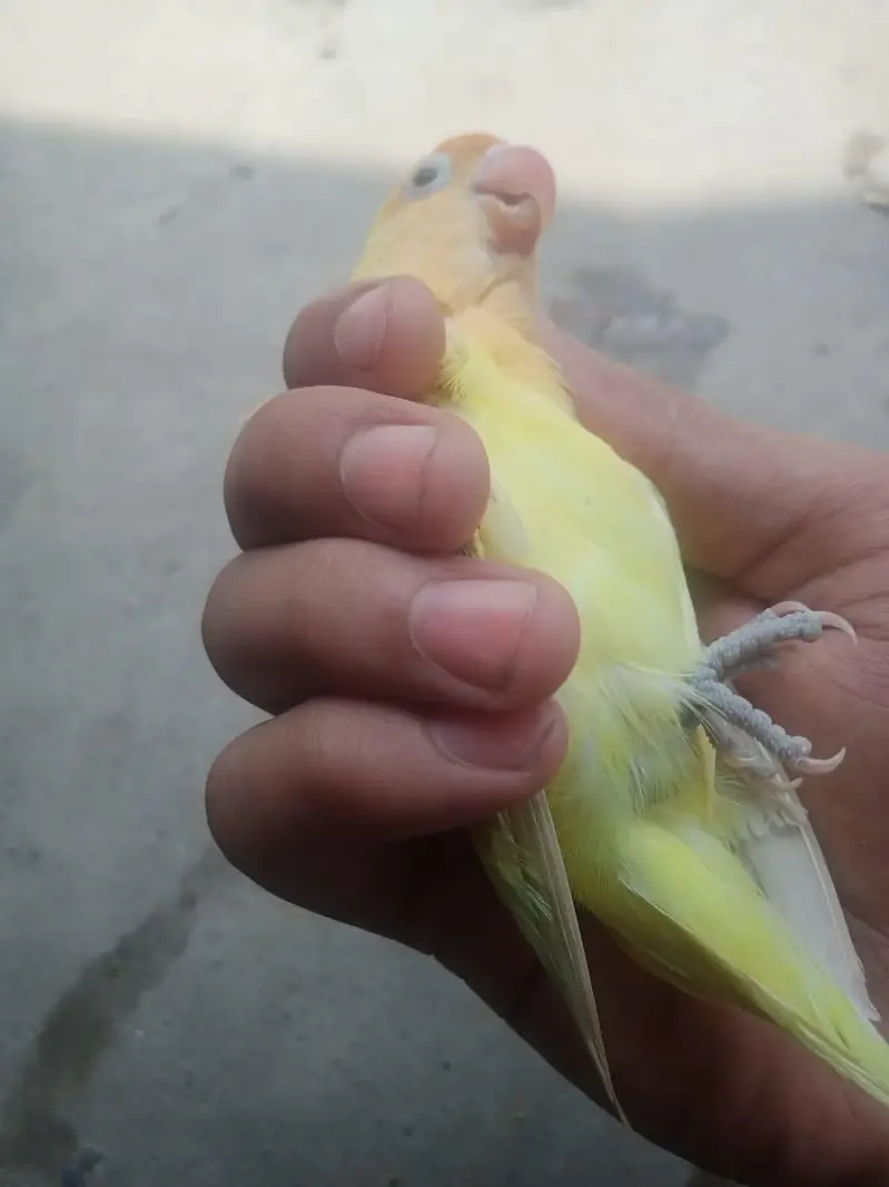 Breeder Female Decino Opaline in 1200 only — photo 2