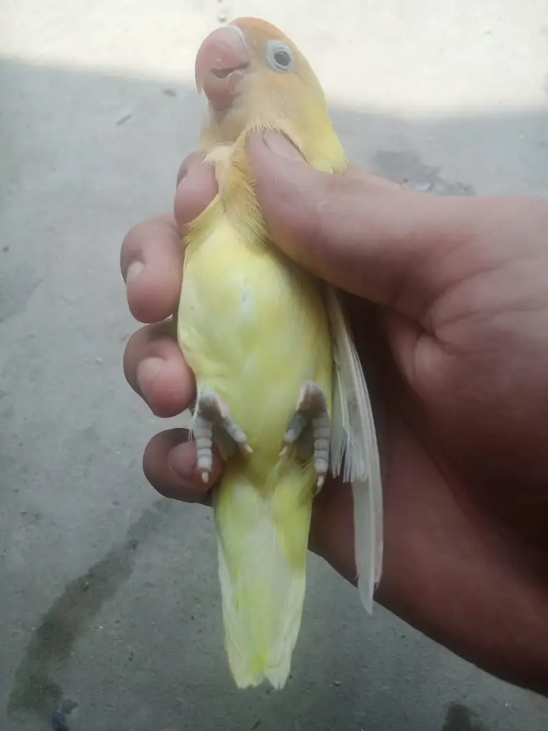 Breeder Female Decino Opaline in 1200 only — photo 3