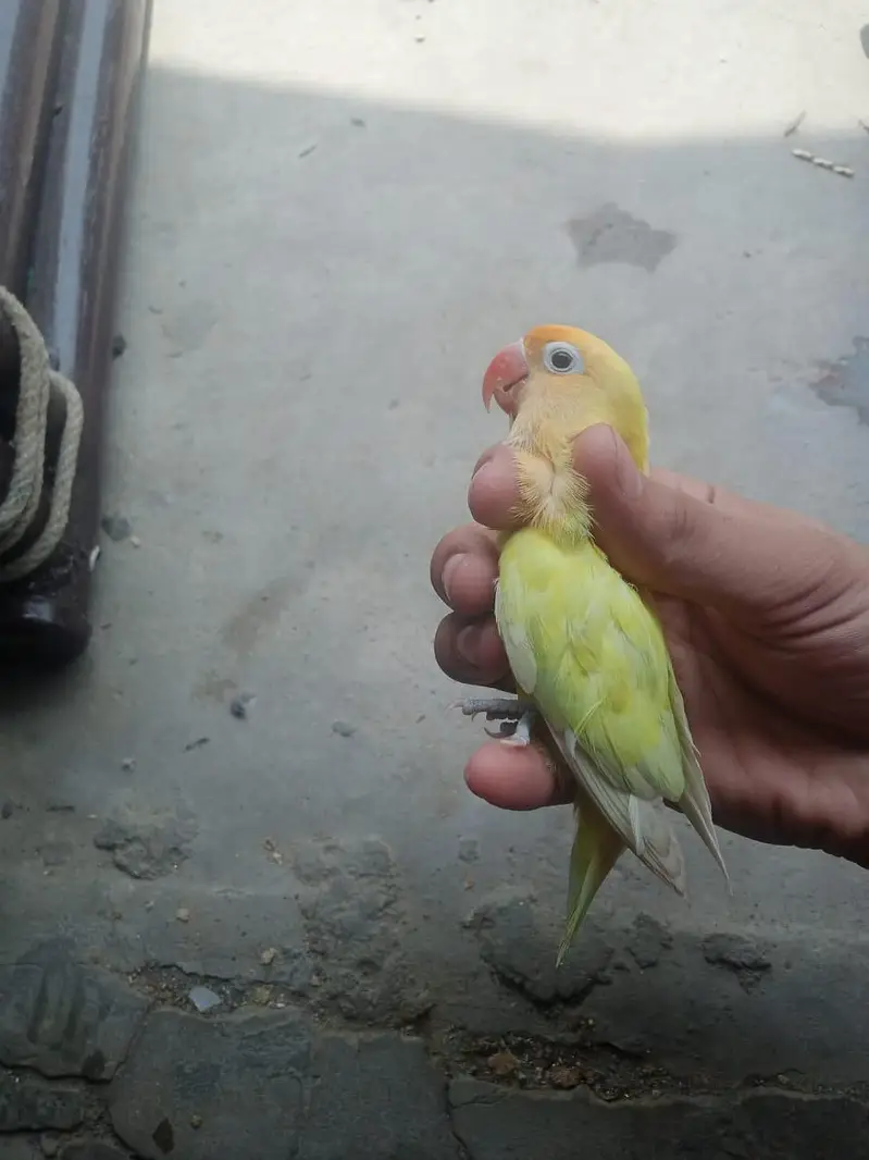 Breeder Female Decino Opaline in 1200 only — photo 4