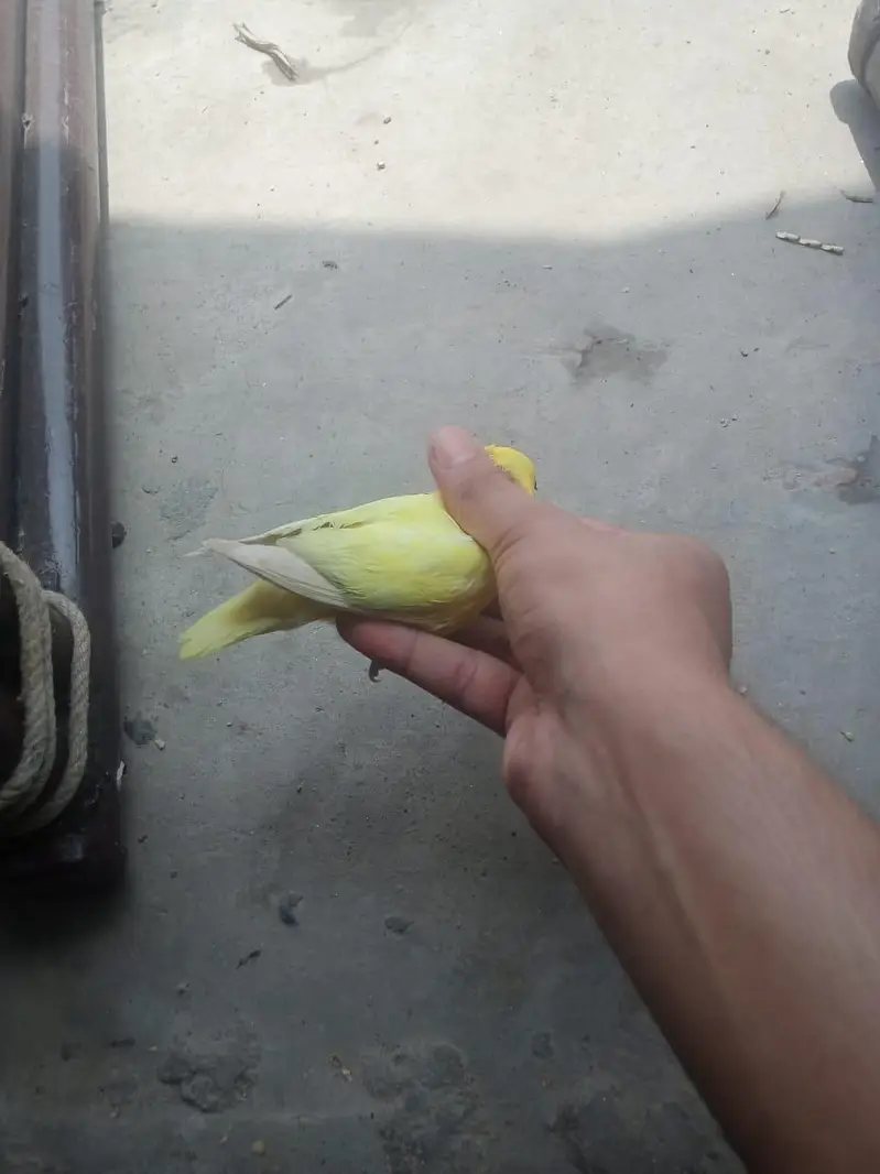 Breeder Female Decino Opaline in 1200 only — photo 5