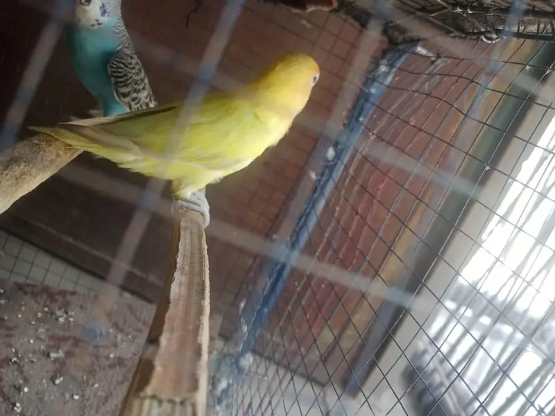 Breeder Female Decino Opaline in 1200 only — photo 6