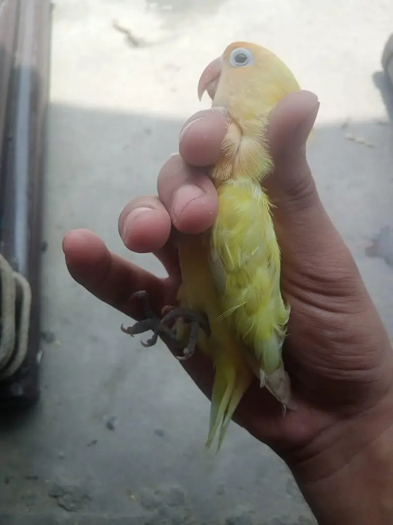Breeder Female Decino Opaline in 1200 only — photo 7