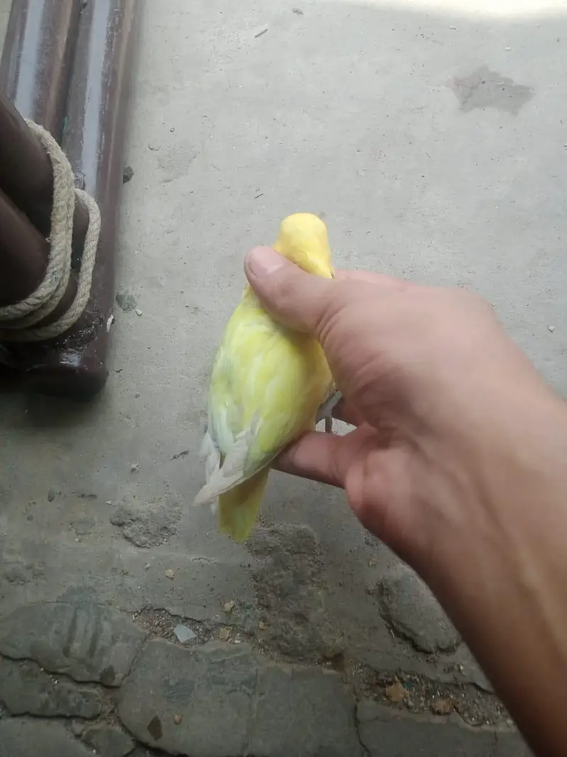 Breeder Female Decino Opaline in 1200 only — photo 8