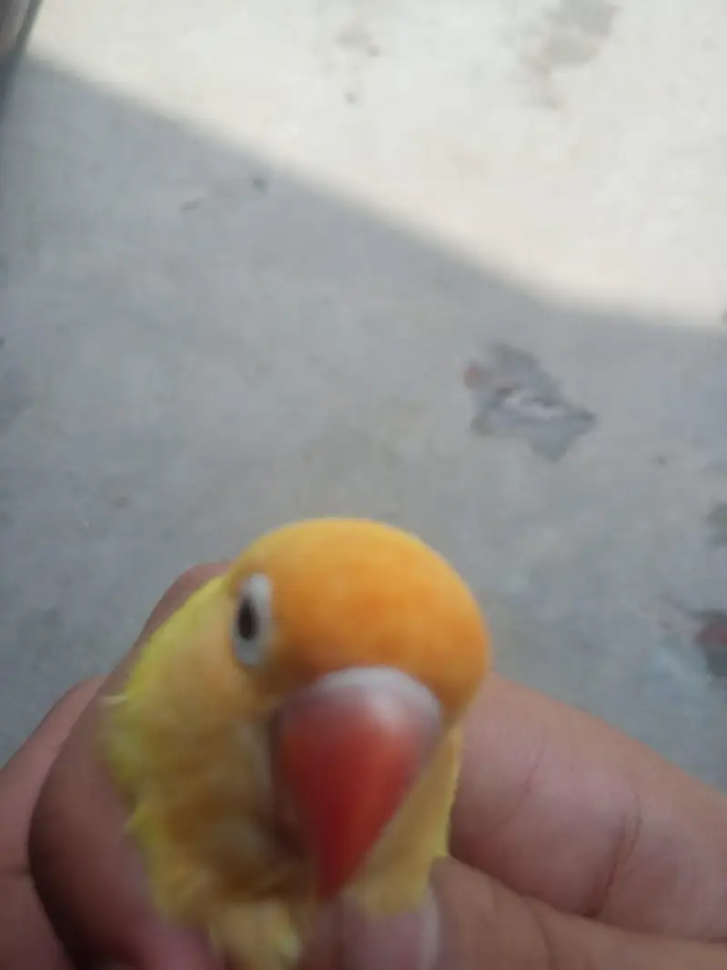 Breeder Female Decino Opaline in 1200 only — photo 9