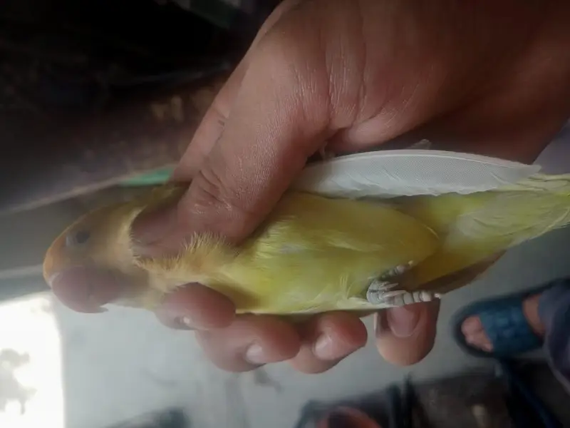 Breeder Female Decino Opaline in 1200 only — photo 10