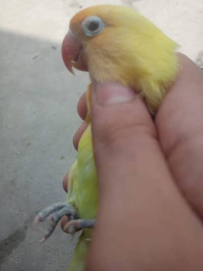 Breeder Female Decino Opaline in 1200 only.