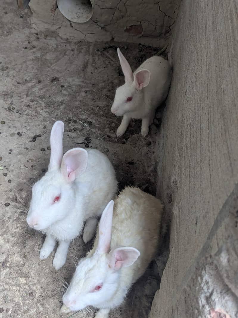 Rabbit 1