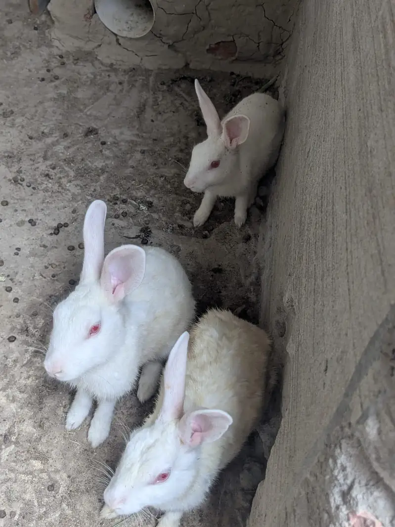 Rabbit — photo 2