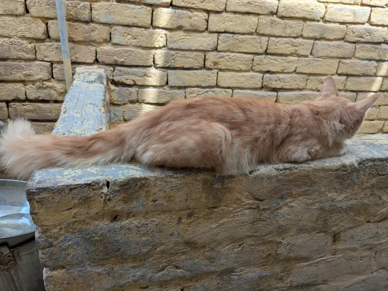Persian males for sales — photo 2