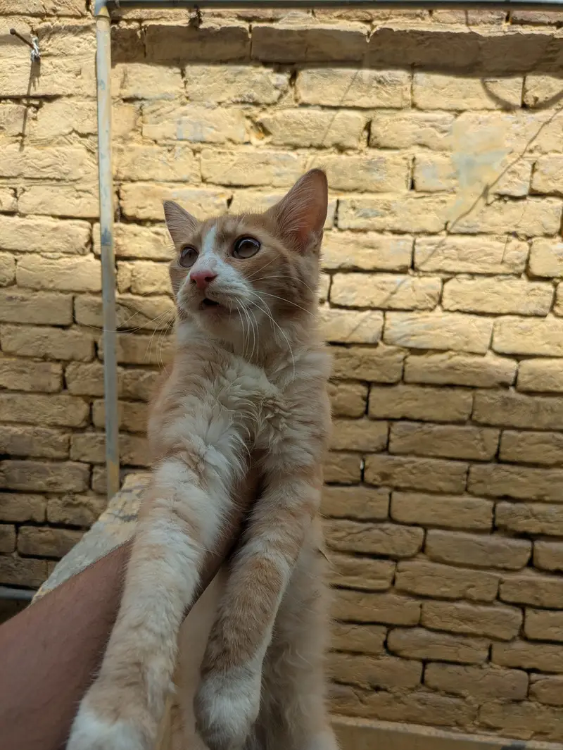 Persian males for sales — photo 4
