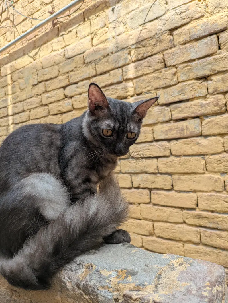 Persian males for sales — photo 5
