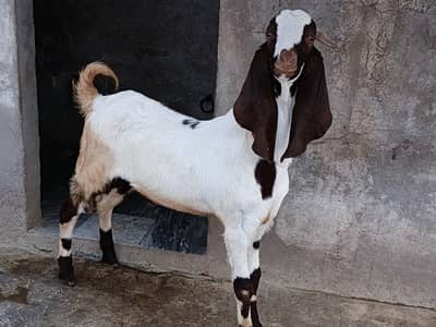 Beetala Cross Healthy Bakra