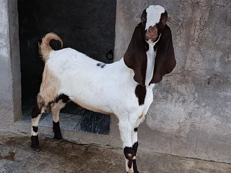 Beetala Cross Healthy Bakra