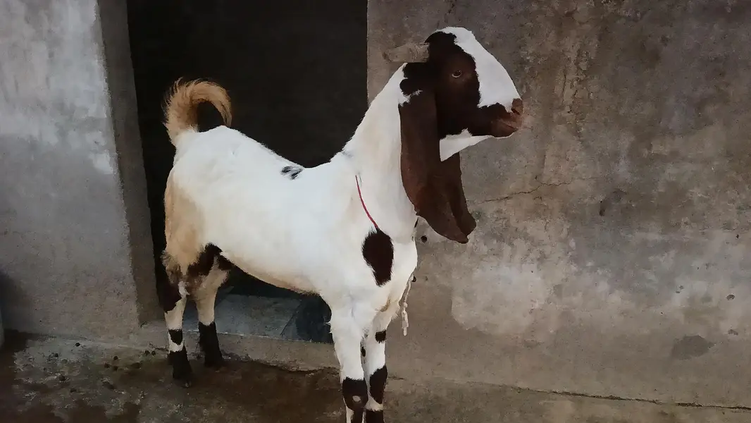 Beetala Cross Healthy Bakra — photo 2
