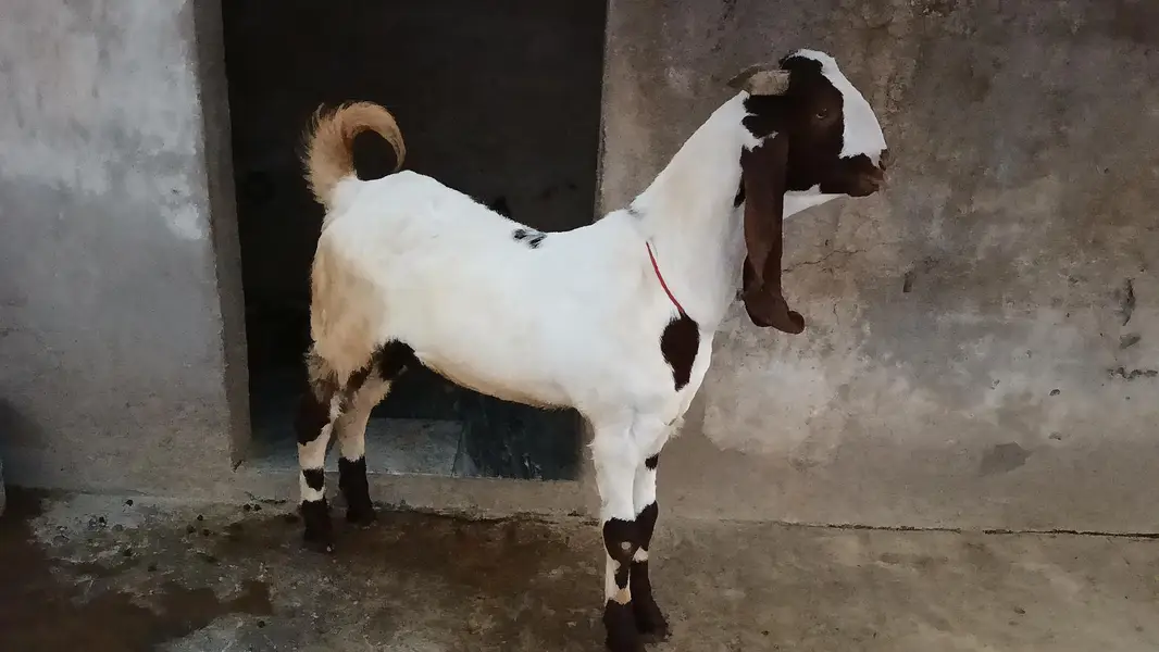Beetala Cross Healthy Bakra — photo 3