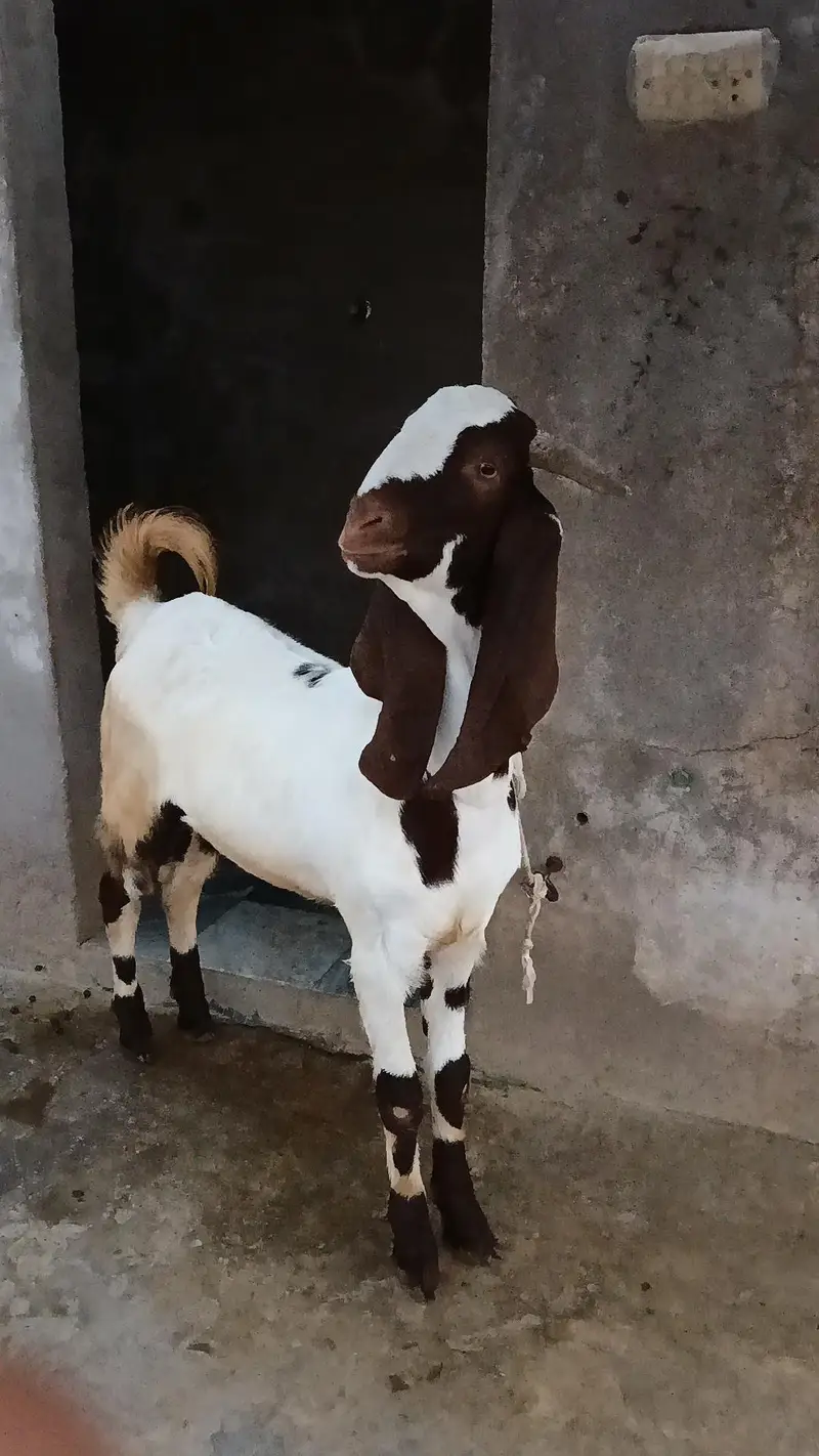 Beetala Cross Healthy Bakra — photo 4