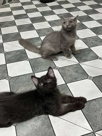 Persian kittens for Sale| Healthy kittens | Home Breed.