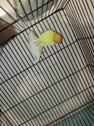 Decino × Albino Red eyes
