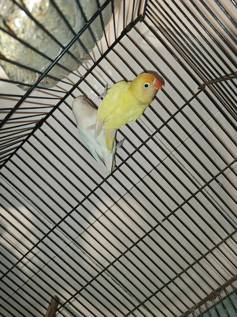 Decino × Albino Red eyes — photo 2