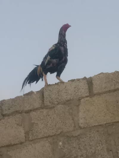 aseel murga sindhi