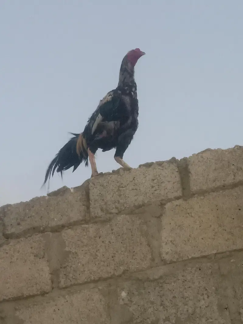 aseel murga sindhi