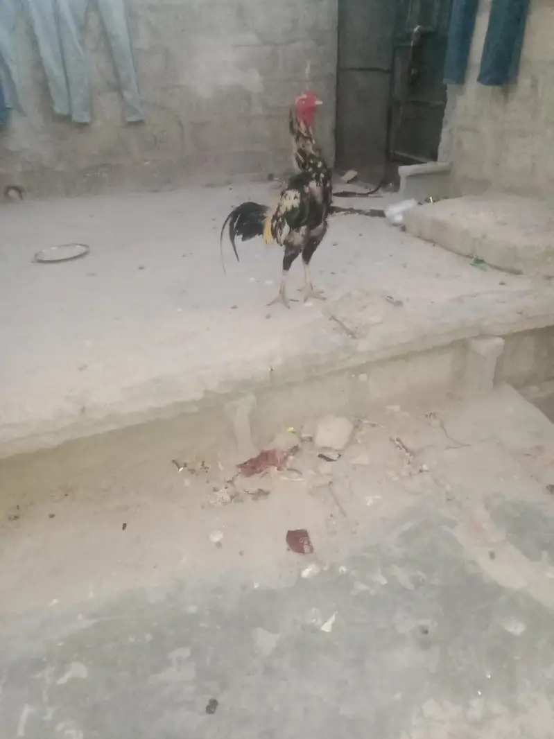 aseel murga sindhi — photo 2