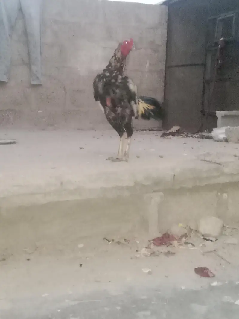 aseel murga sindhi — photo 4