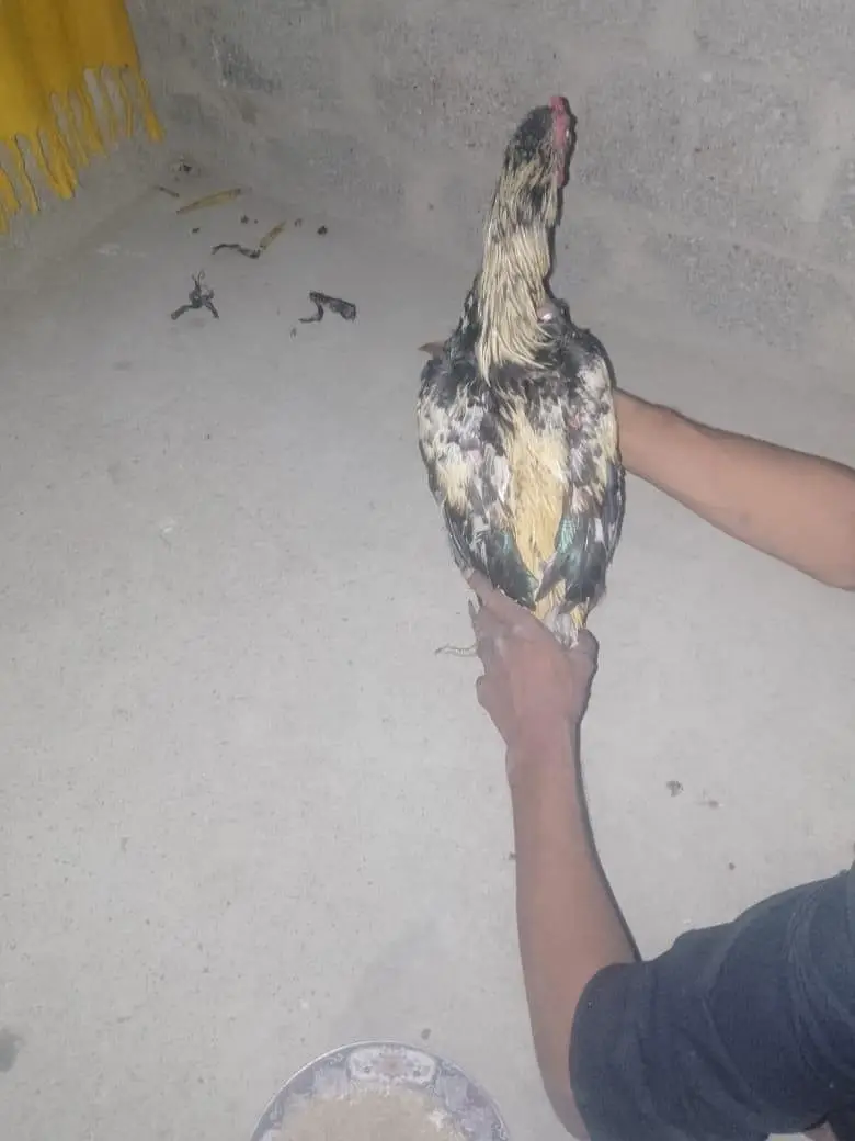 aseel murga sindhi — photo 6