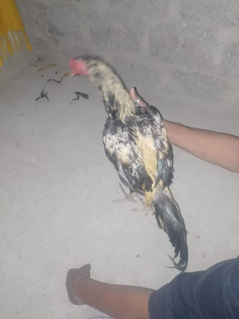 aseel murga sindhi — photo 7