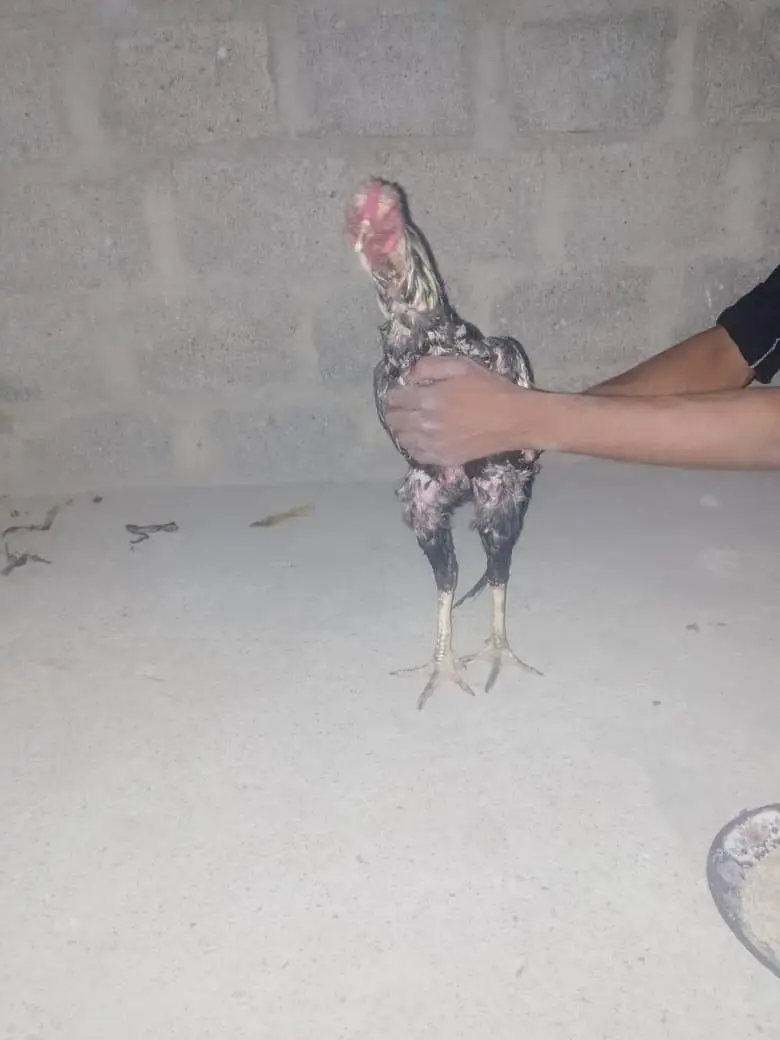 aseel murga sindhi — photo 8