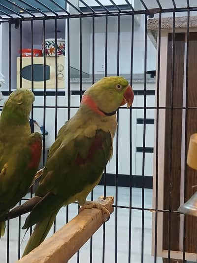 Alexander raw parrot pair fir sale