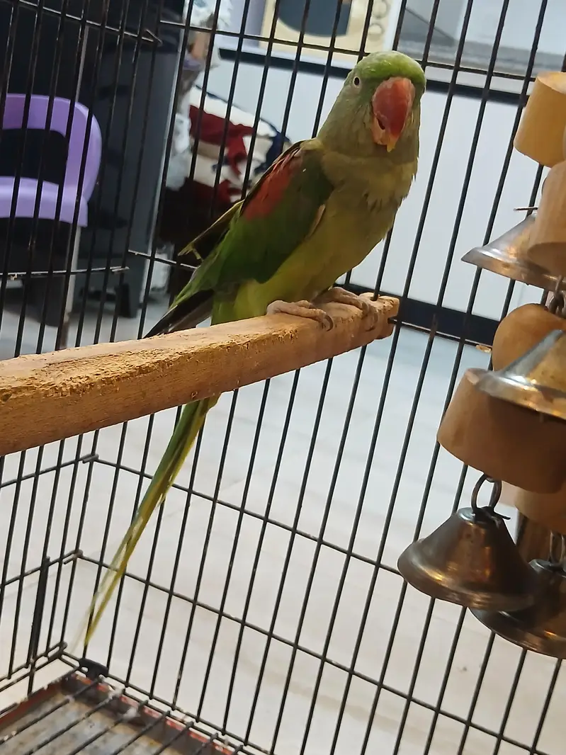 Alexander raw parrot pair fir sale — photo 2