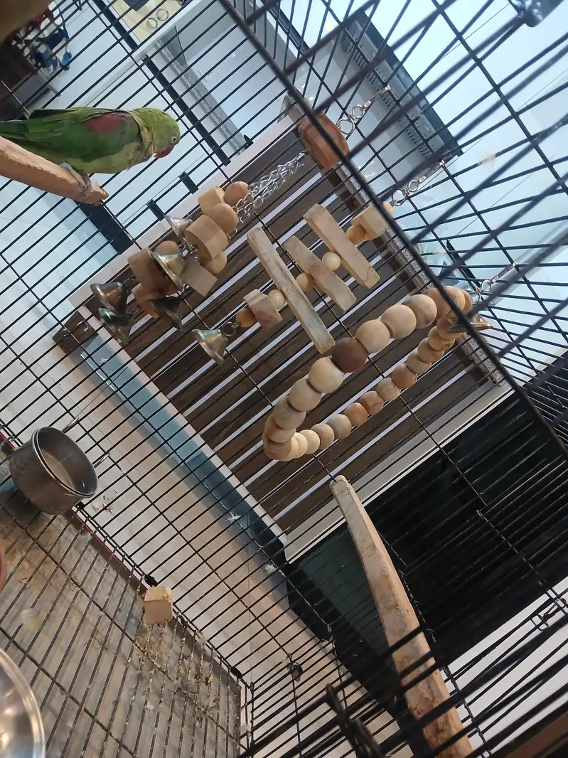 Alexander raw parrot pair fir sale — photo 3