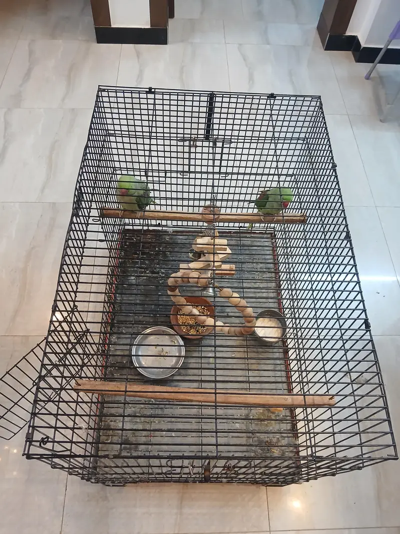 Alexander raw parrot pair fir sale — photo 4