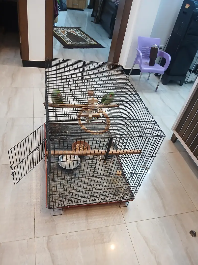 Alexander raw parrot pair fir sale — photo 5