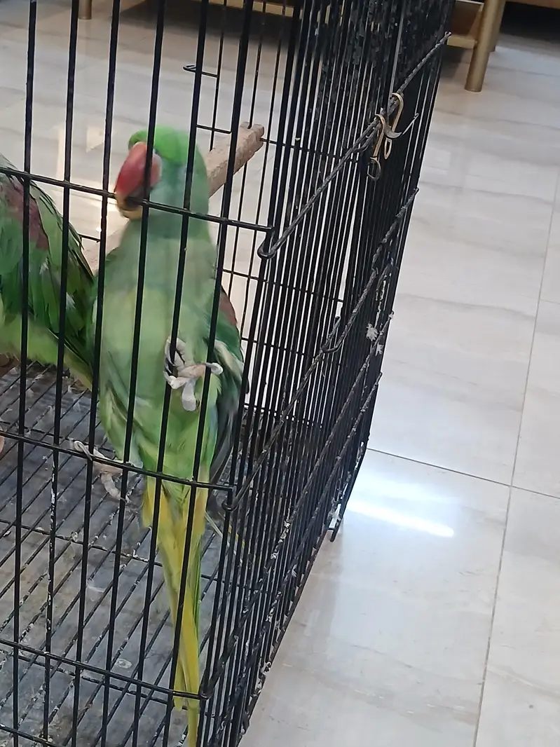 Alexander raw parrot pair fir sale — photo 6