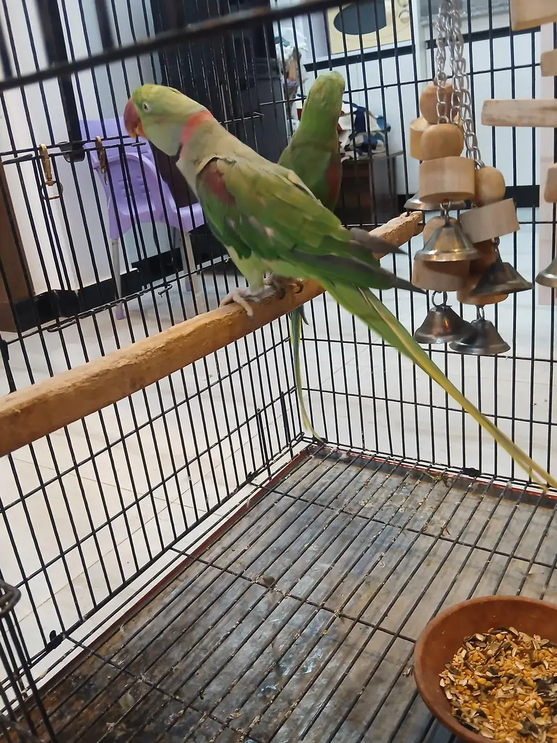 Alexander raw parrot pair fir sale — photo 7