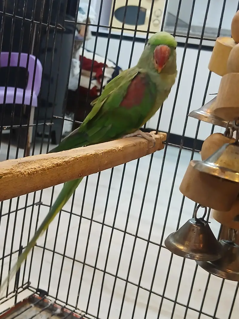 Alexander raw parrot pair fir sale — photo 8