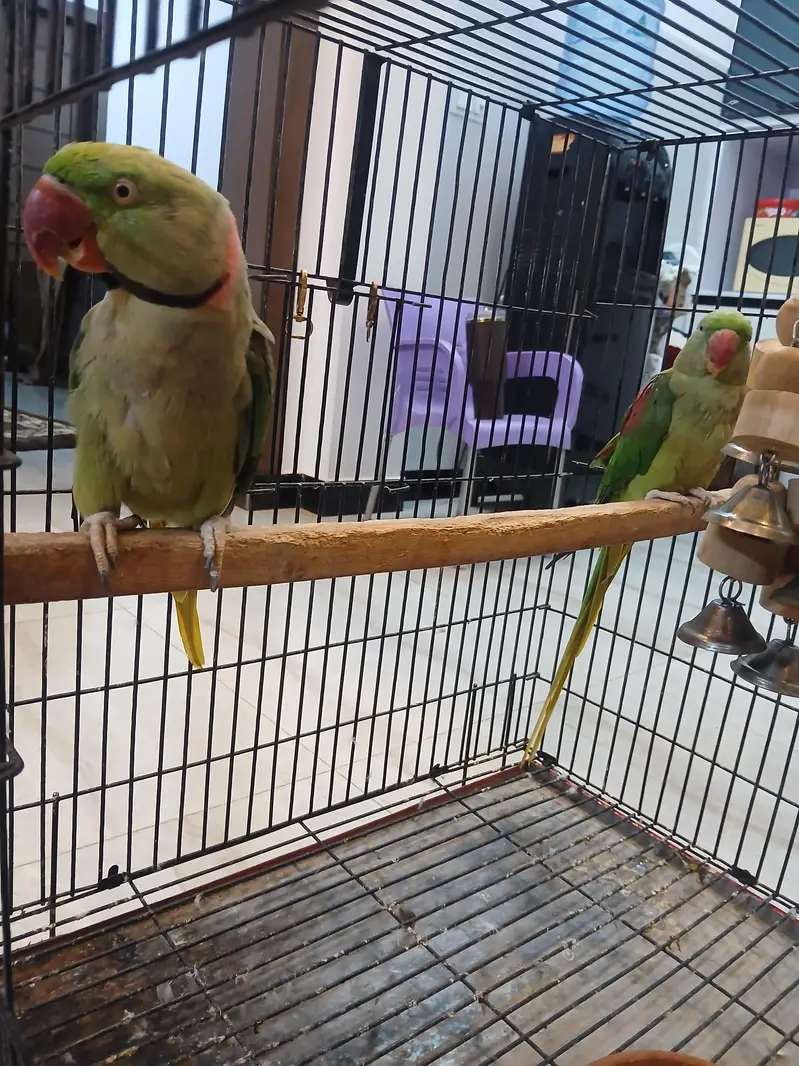 Alexander raw parrot pair fir sale — photo 9